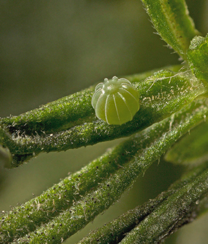 Common Buckeye egg